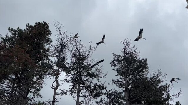 closeup of migrating flock of storks flying from trees with cloudy sky in the background