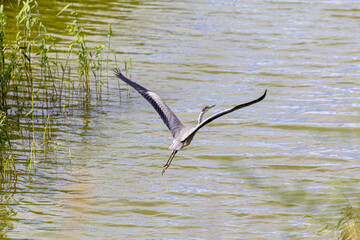 A gray heron takes off from the lake between the sparse reeds.
