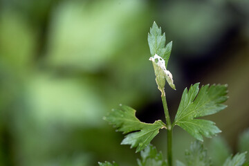leaf with dew