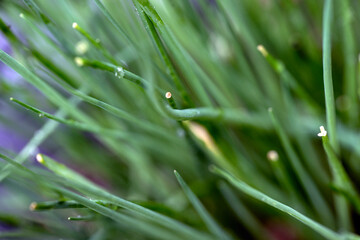 grass with dew drops