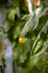 water drops on tomato