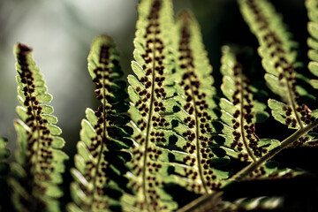 close up of fern