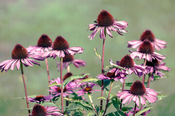 flowers in a field