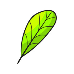 autumn foliage leaves summer