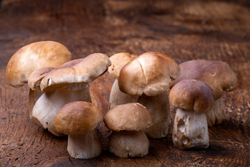boletus mushrooms