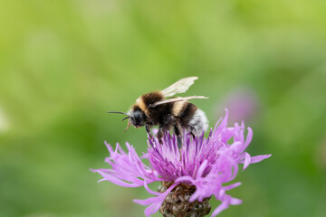 Close-up of a purple meadow flower on which a small bumblebee is sitting and looking for food. The bumblebee is full of pollen. The background is green.