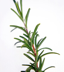 Fototapeta premium Rosemary bunch spice on white background.