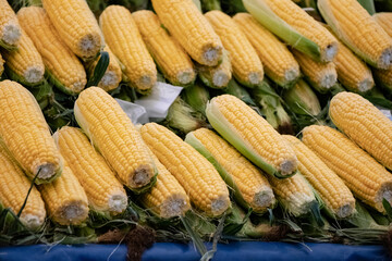 Sweetcorn - Fresh and organic vegetables at farmers market - Turkish Market