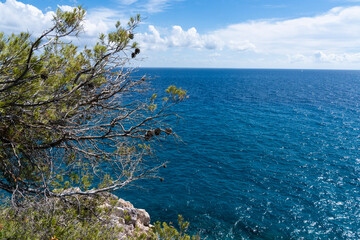 View of the ligurian ocean with a tree in the foreground on a sunny day  