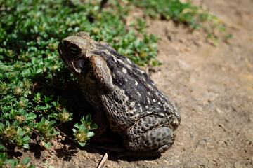 frog