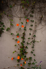 green leafy vines blooming with orange flowers growing over garden wall - 531486562