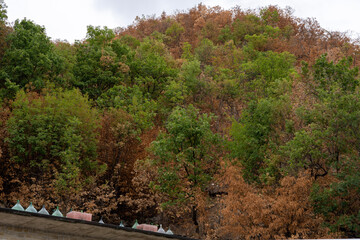 Orange trees in the fall  in the Piedmont in italy 