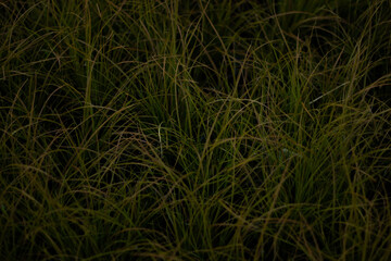 green grass background