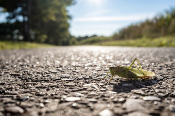 Grasshopper on the road, on a blurred background of a corn field, on a sunny day. Concept of harming agriculture with locusts. 