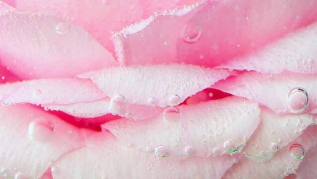 Close up of a rose bud underwater covered by tiny air bubbles. Stock footage. Floral background of a light pink rose.