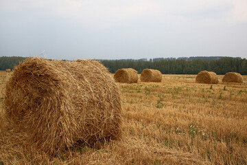 Fototapeta premium Countryside scene with hay bale