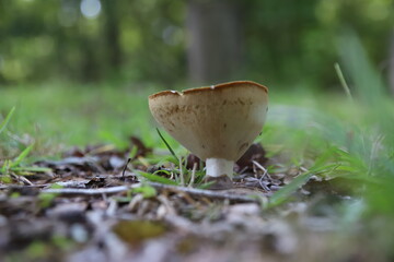 Fungi on the forest floor.