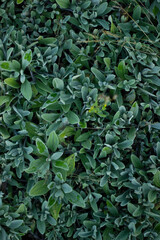 background of leaves