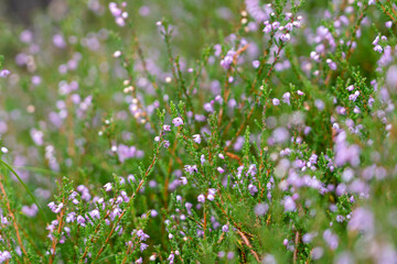 Close-up of purple flowers in nature