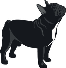 Vector black french bulldog. Element for design card, poster, illustration about dog breeds, food, care.