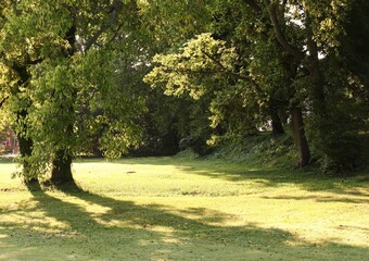 Morning Light on Grass and Trees, Beautiful Landscape Scene