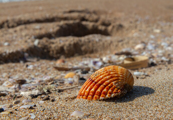 shell on the beach in sabaudia al circeo