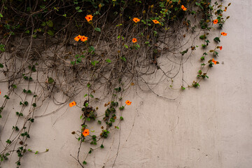 green leafy vines blooming with orange flowers growing over garden wall