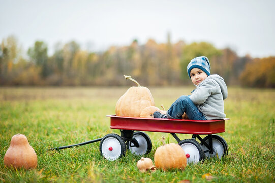 Happy little toddler boy on pumpkin patch on cold autumn day, with a lot of pumpkins for halloween or thanksgiving. Kid on pumpkin field on cold autumn day