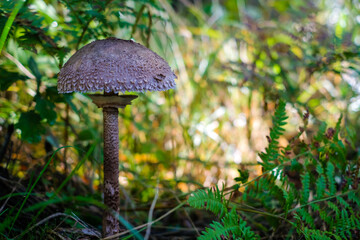 Macrolepiota procera - parasol mushroom growing in the forest. Mushroom picking.