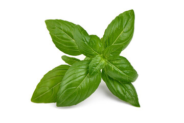 Fresh basil leaf isolated on white background, close up. Basil herb.