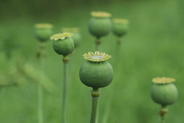 Green poppy heads growing in field, closeup - obrazy, fototapety, plakaty