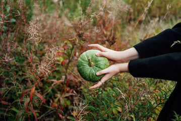 Hands holding a green pumpkin. Pumpkins in their hands on a background of green grass. Juicy green pumpkins in the field. Picnic. Halloween. Gardening