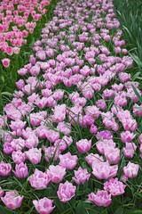 Obraz premium Many beautiful tulip flowers growing outdoors. Spring season