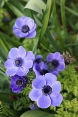 Beautiful blue anemone flowers growing outdoors, top view. Spring season