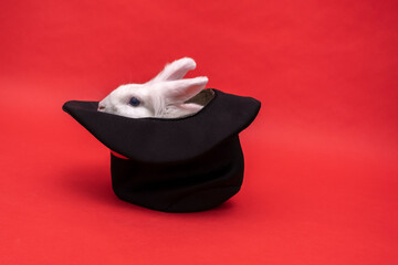 white cute rabbit sits in a black hat on red background. Cylinder hat. Focus with hare. circus...