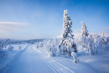 Obraz premium Winter landscape in Pallas Yllastunturi National Park, Lapland, Finland