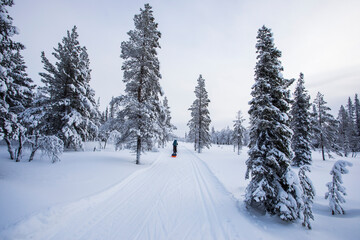 Ski expedition in Pallas Yllastunturi National Park , Lapland, Finland