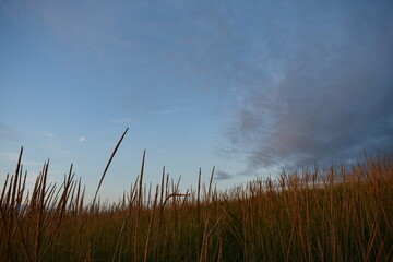 Obraz premium coastal fields