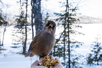 Siberian Jay (Perisoreus infaustus) heading to a persons hand to take food in Pallas Yllastunturi National Park , Lapland, Finland