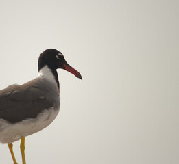 Closeup view of seagull
