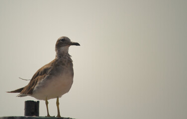 Closeup view of seagull