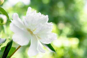 Fototapeta na wymiar Beautiful botanical garden with white peonies. White peony flower.