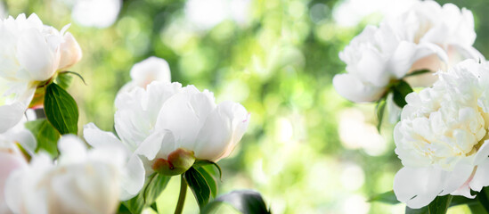 Beautiful botanical garden with white peonies. White peony flower.