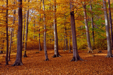 Golden Autumn forest landscape with big vibrant trees