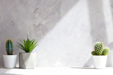 Little succulent plants in pots against gray wall with copy space for text and deep shadows. Minimalistic room design