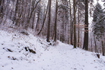 Snowfall in the forest, magical snowy forest in winter.