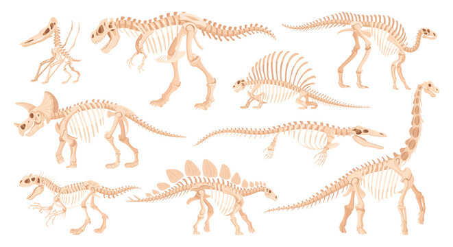 Cartoon dino skeleton, ancient dinosaur fossil bones. Jurassic raptors, tyrannosaurus, velociraptor and spinosaurus flat vector illustrations set. Archaeological fossil skeletons