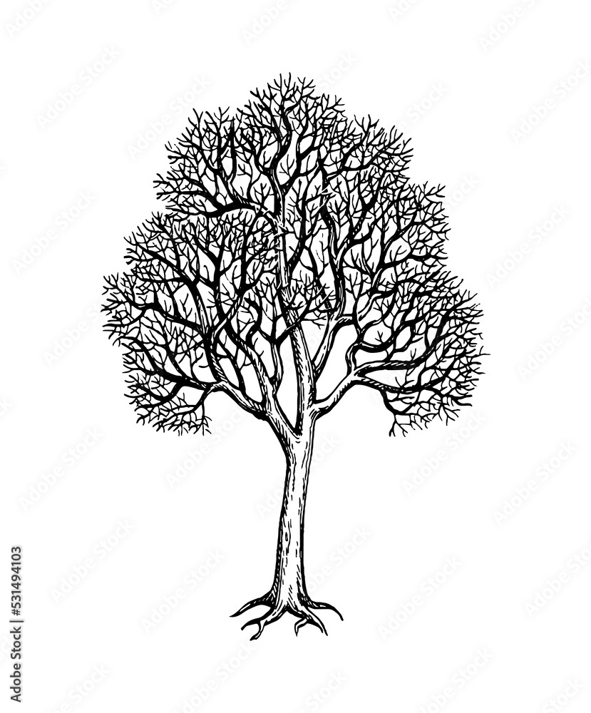 Canvas Prints winter maple tree ink sketch.