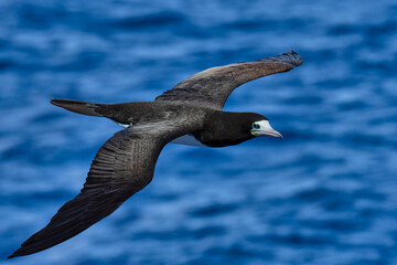 A close up of a brown booby in flight over water