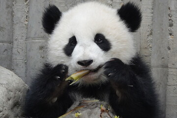 Cute Little Fluffy Panda in Chengdu Panda Base